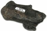 Pleistocene Fossil Horse (Equus) Calcaneus - Florida #325964-1